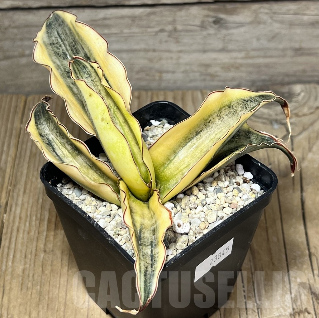 SHPR23845 Sansevieria 'Kirkii' f. variegata
