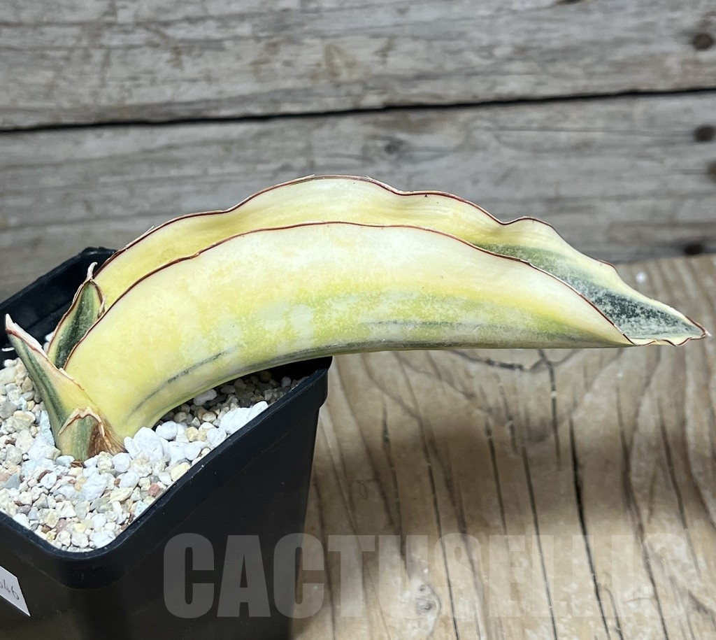 SHPR23846 Sansevieria 'Kirkii' f. variegata