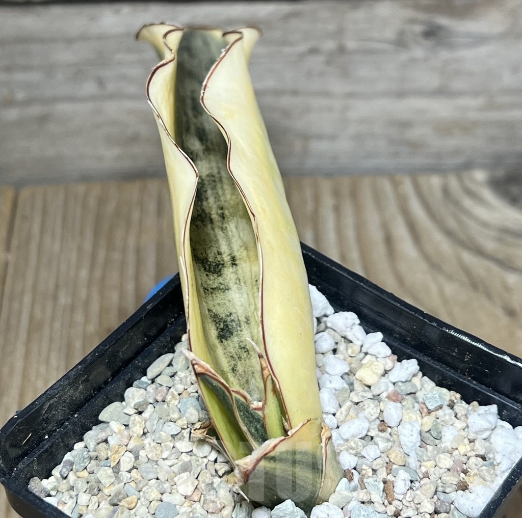 SHPR23846 Sansevieria 'Kirkii' f. variegata - immagine 2