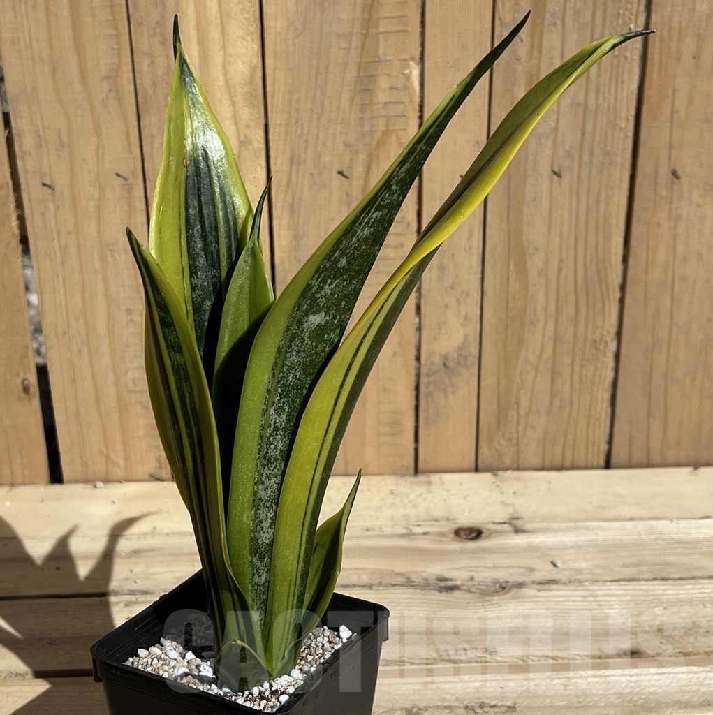SHPR23847 Sansevieria 'Golden Flame'