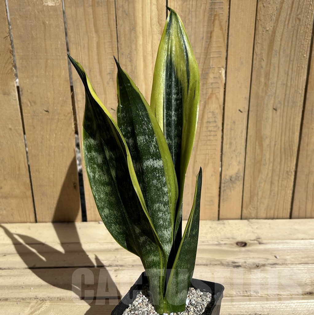 SHPR23848 Sansevieria 'Golden Flame'