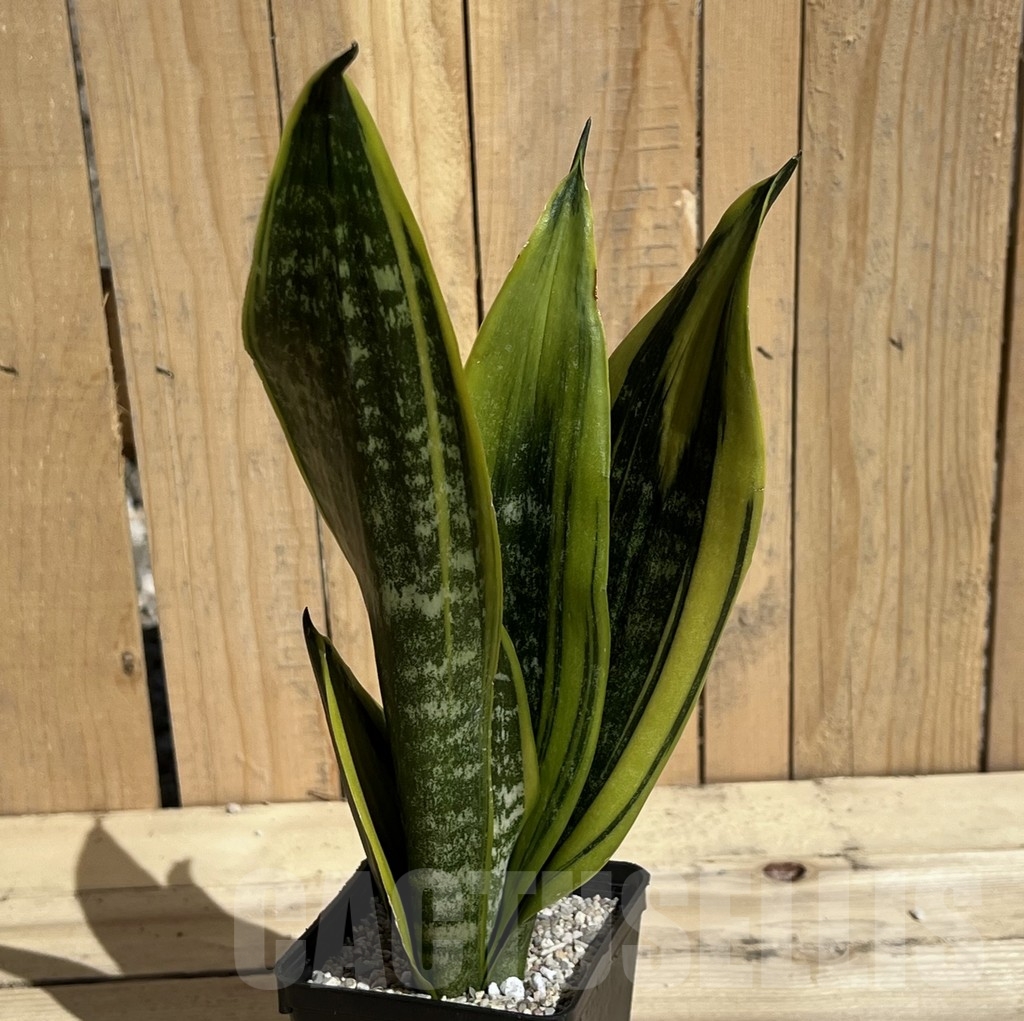 SHPR23848 Sansevieria 'Golden Flame' - immagine 2