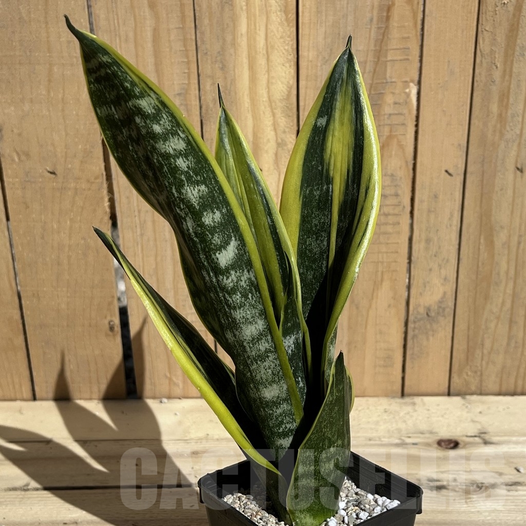 SHPR23849 Sansevieria 'Golden Flame'