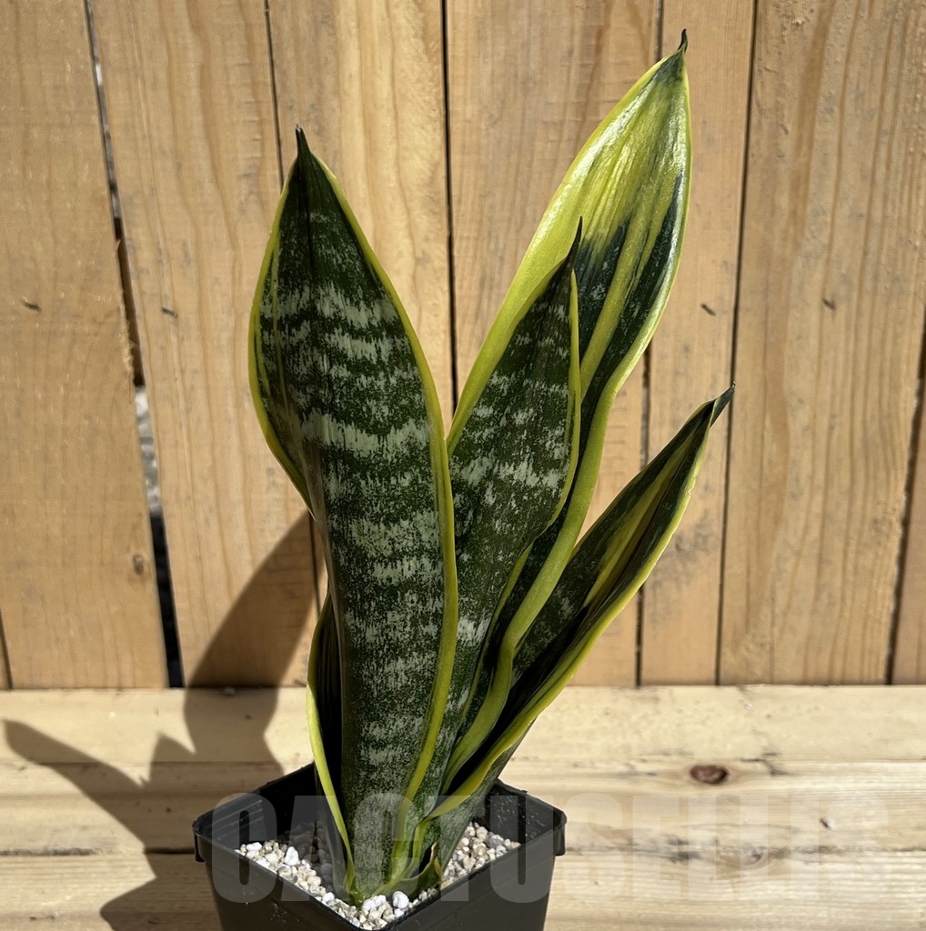 SHPR23849 Sansevieria 'Golden Flame' – Bild 3