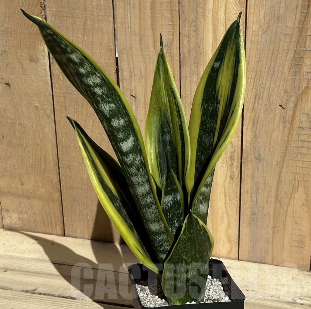 SHPR23849 Sansevieria 'Golden Flame' – Bild 2