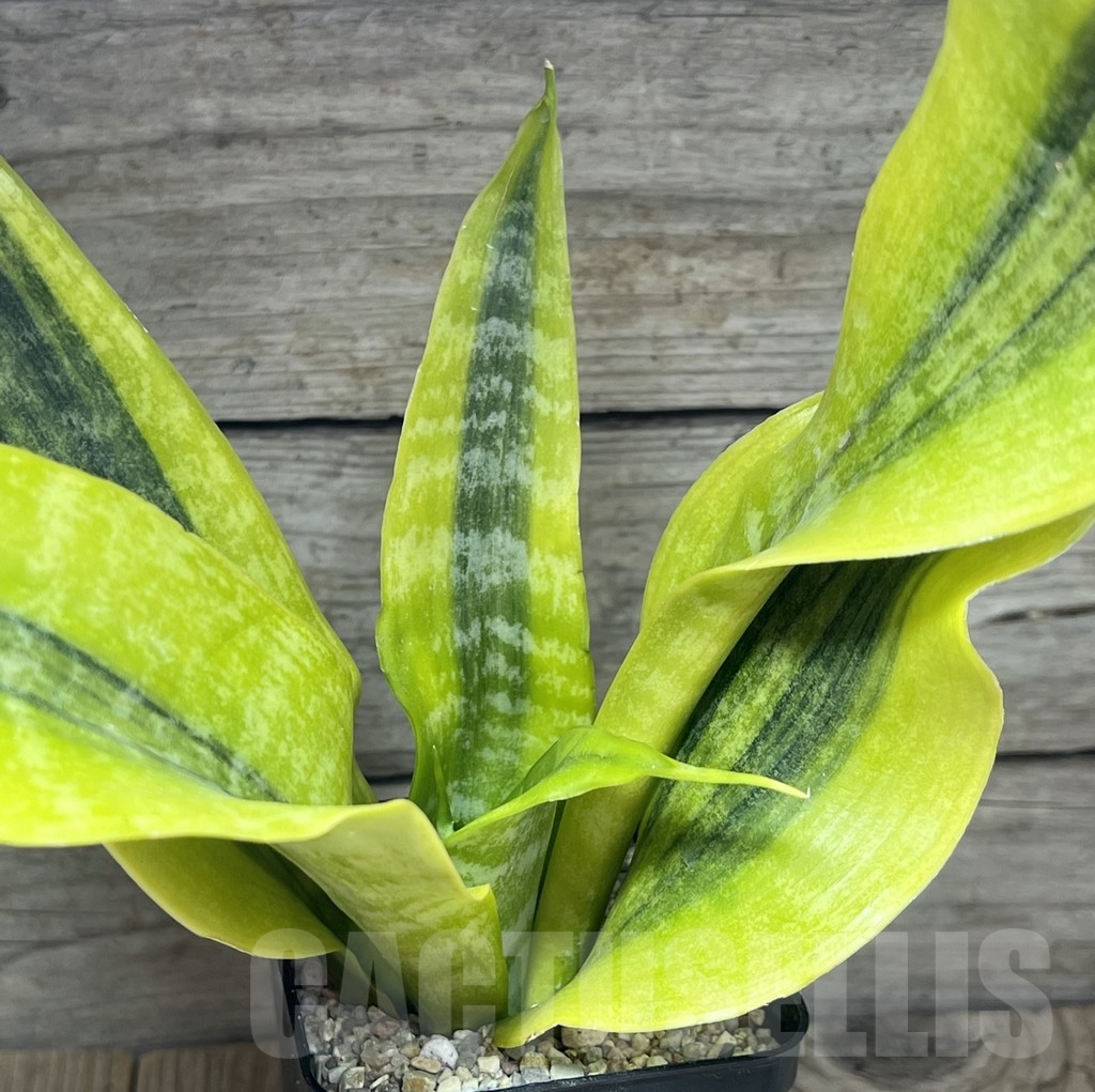 SHPR23851 Sansevieria 'Gold Superba'