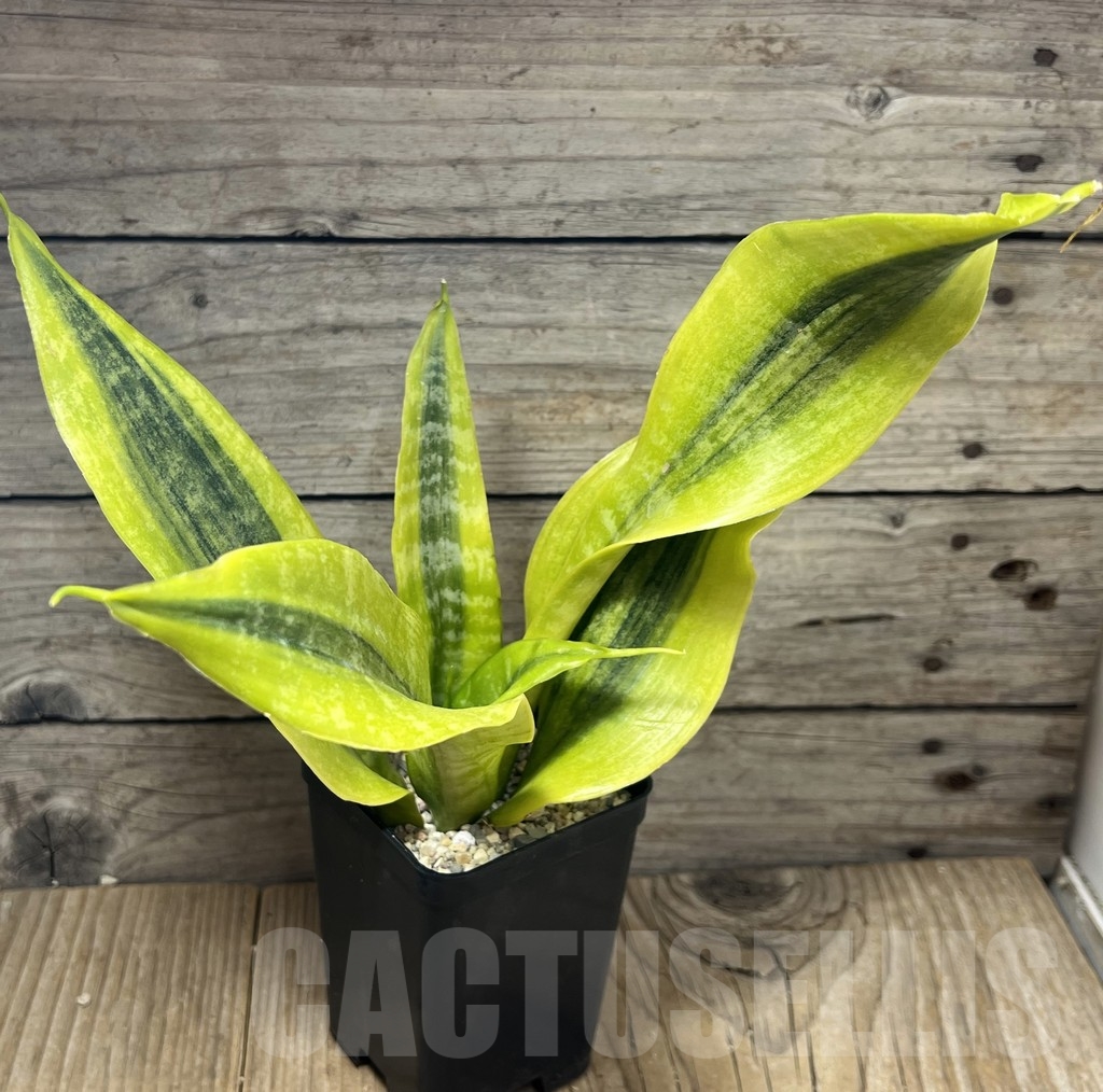 SHPR23851 Sansevieria 'Gold Superba' – Bild 2