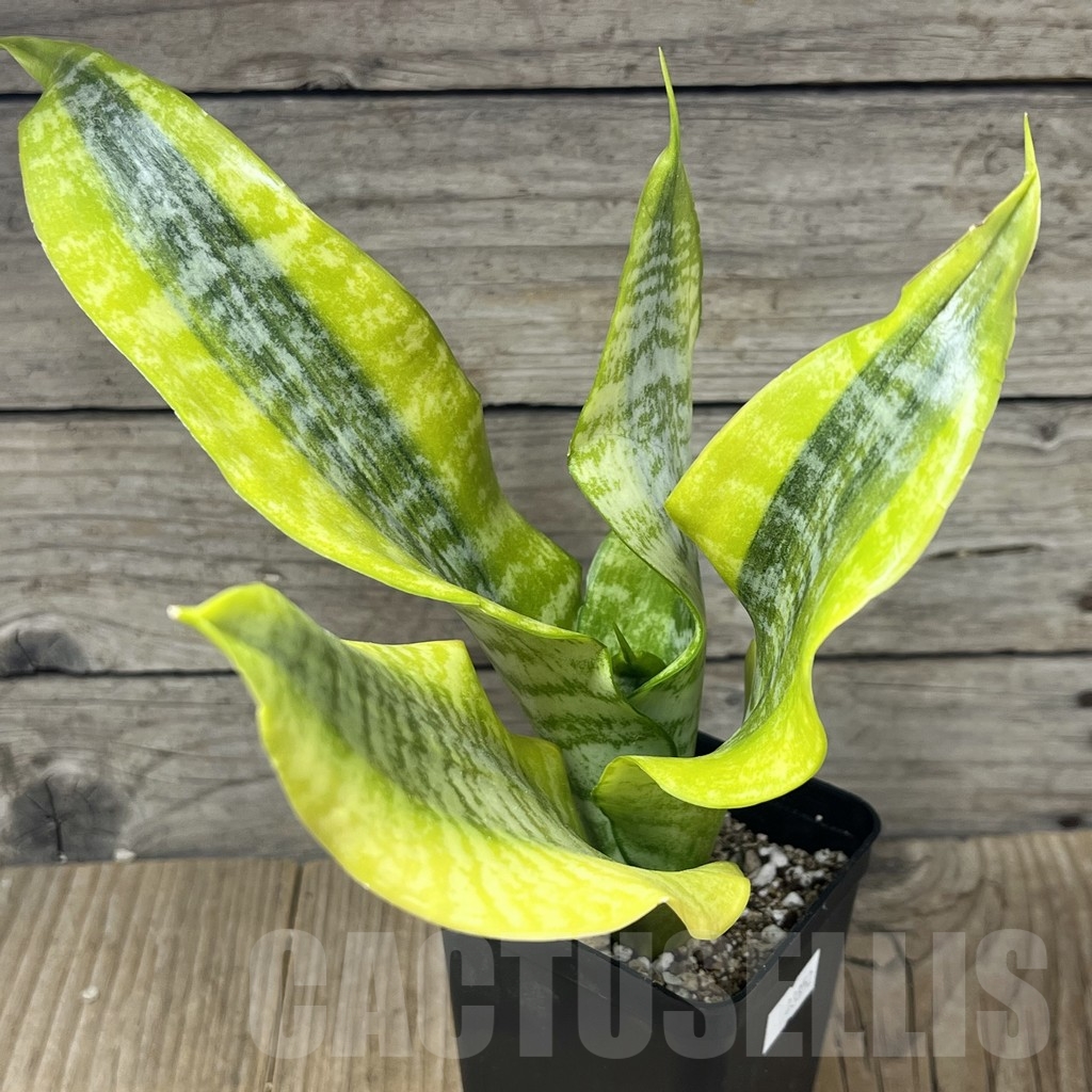 SHPR23852 Sansevieria 'Gold Superba'