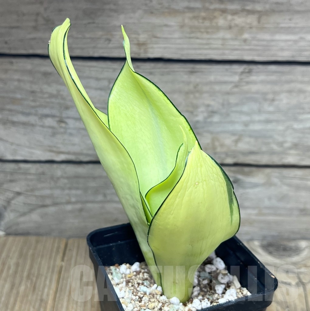 SHPR23853 Sansevieria ‘Splash’ - Image 2