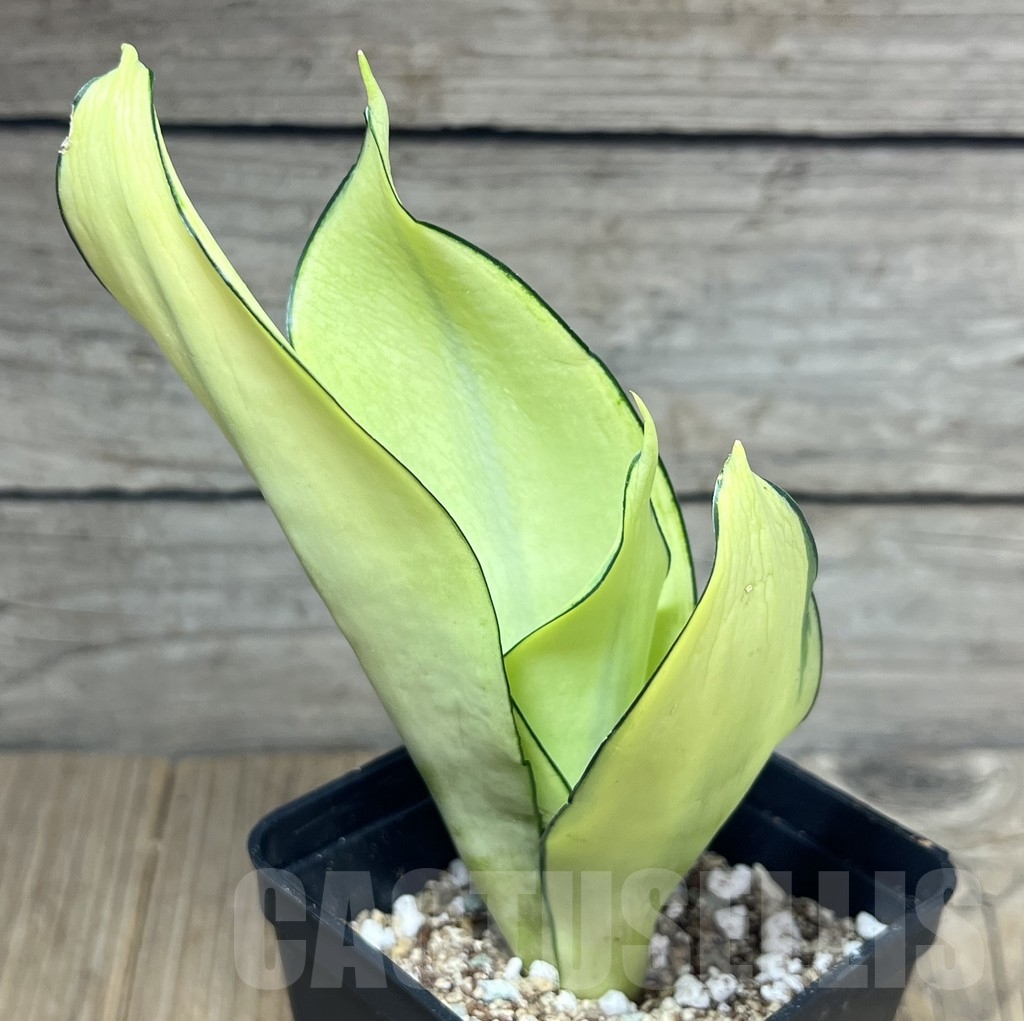 SHPR23853 Sansevieria ‘Splash’