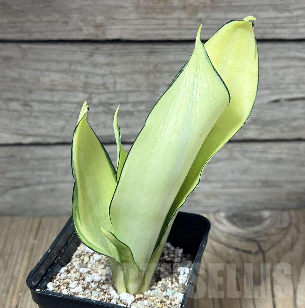 SHPR23853 Sansevieria ‘Splash’ - Image 3