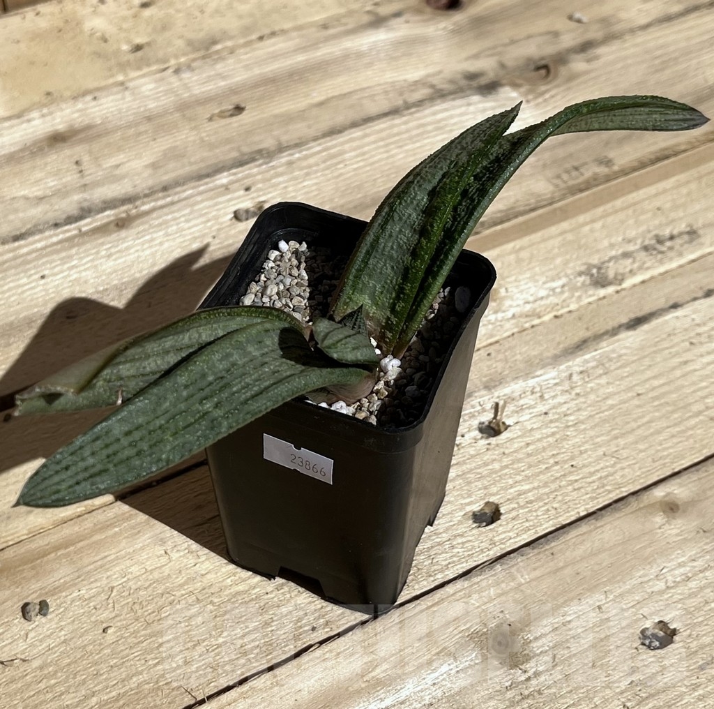 SHPR23866 Gasteria batesiana white variegata - Imagen 2