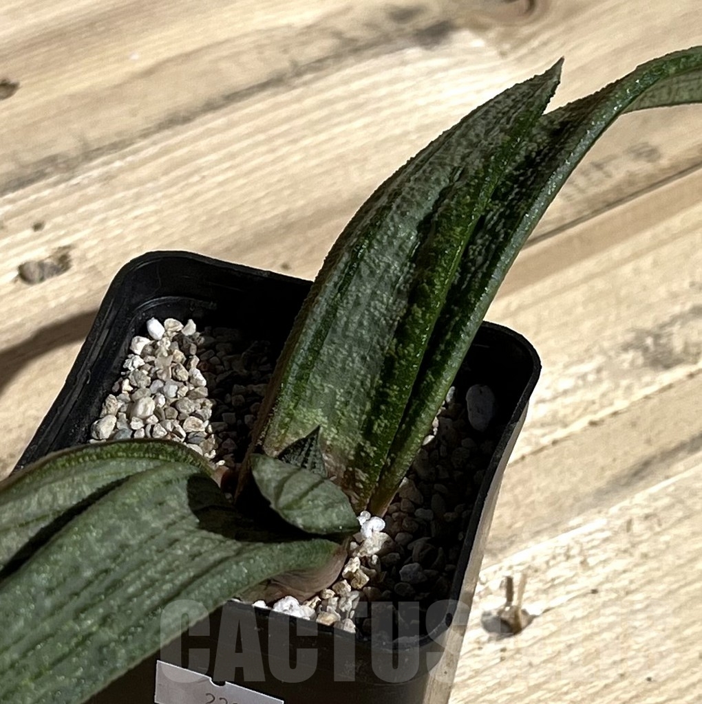 SHPR23866 Gasteria batesiana white variegata