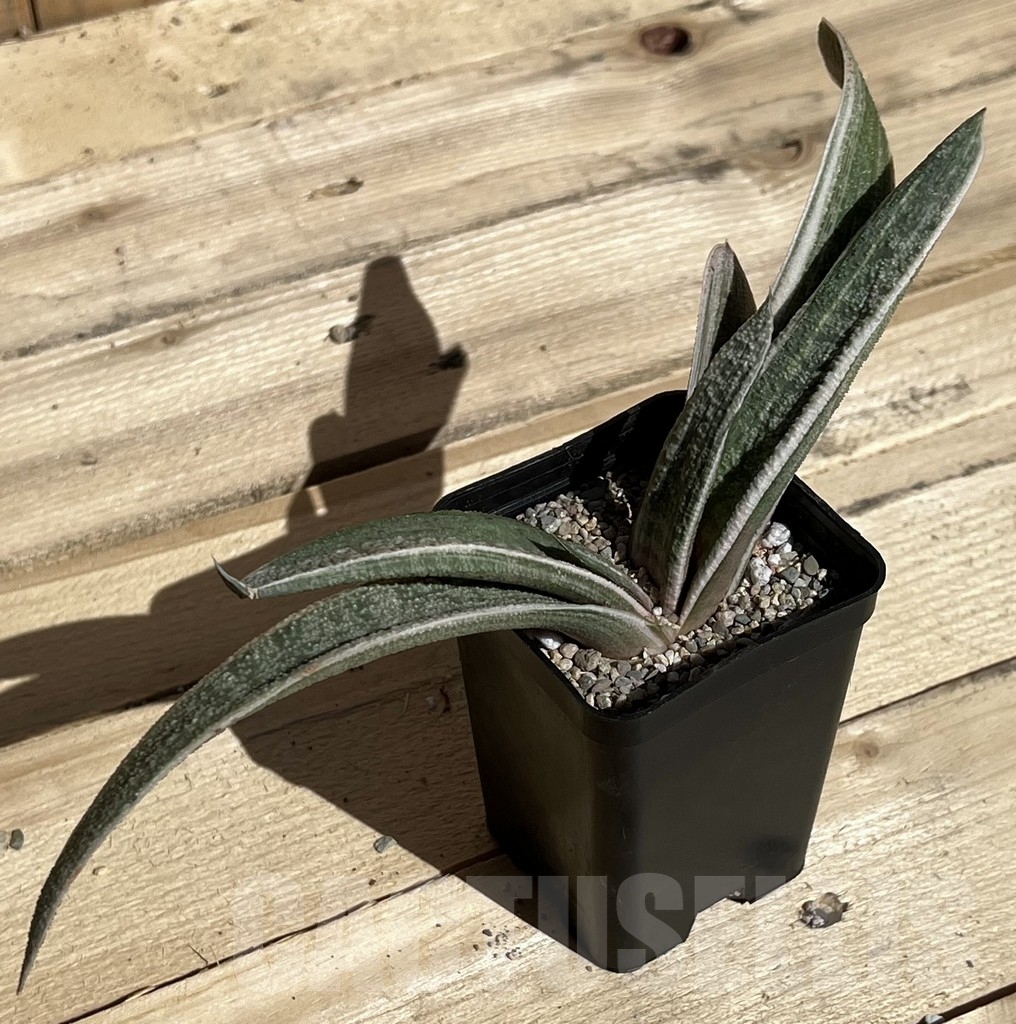 SHPR23867 Gasteria batesiana white variegata - Image 2