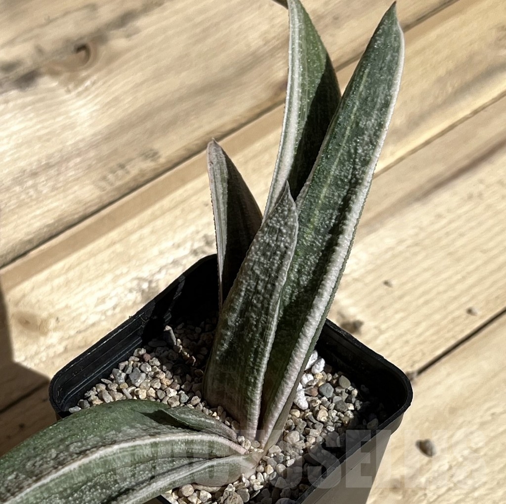 SHPR23867 Gasteria batesiana white variegata