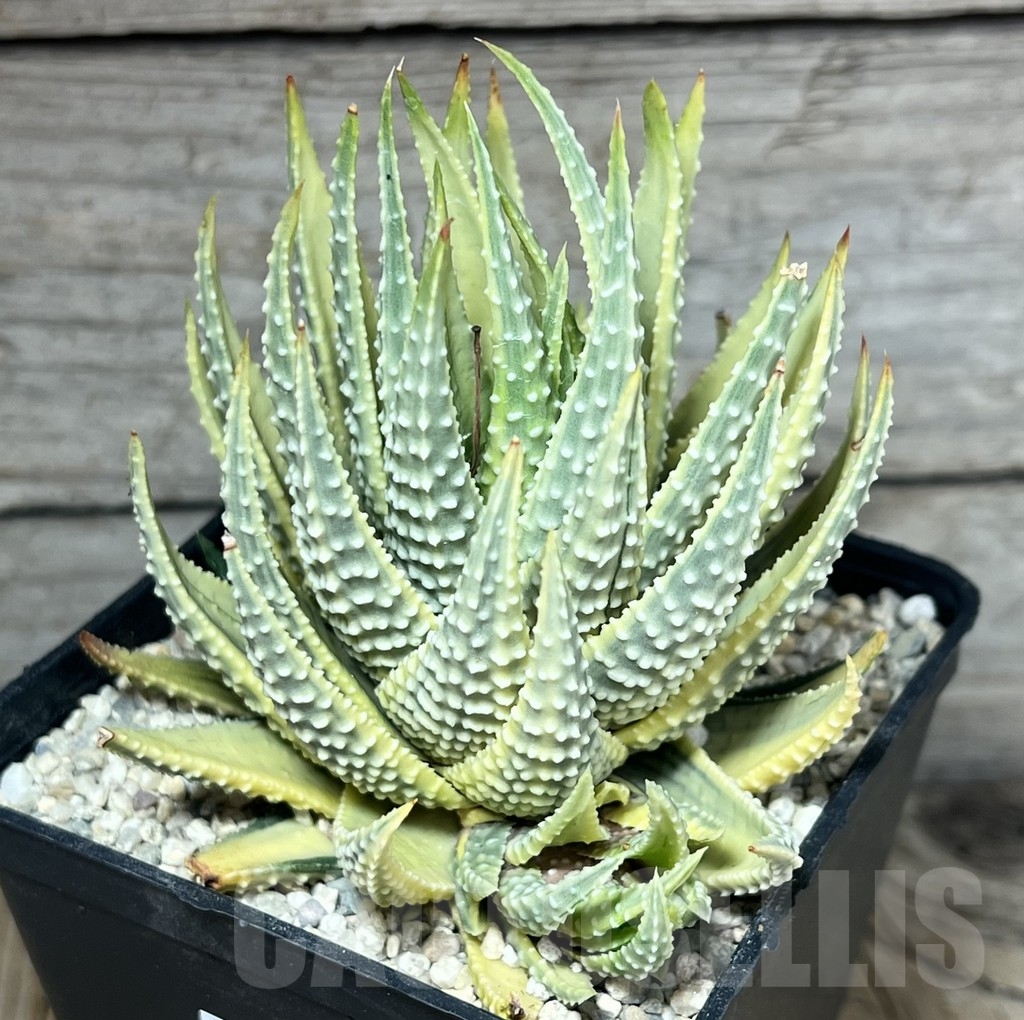 SHPR23868 Haworthia fasciata variegata