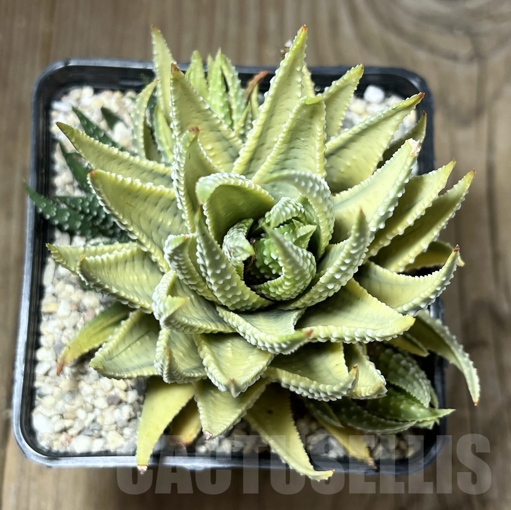 SHPR23868 Haworthia fasciata variegata - Image 2