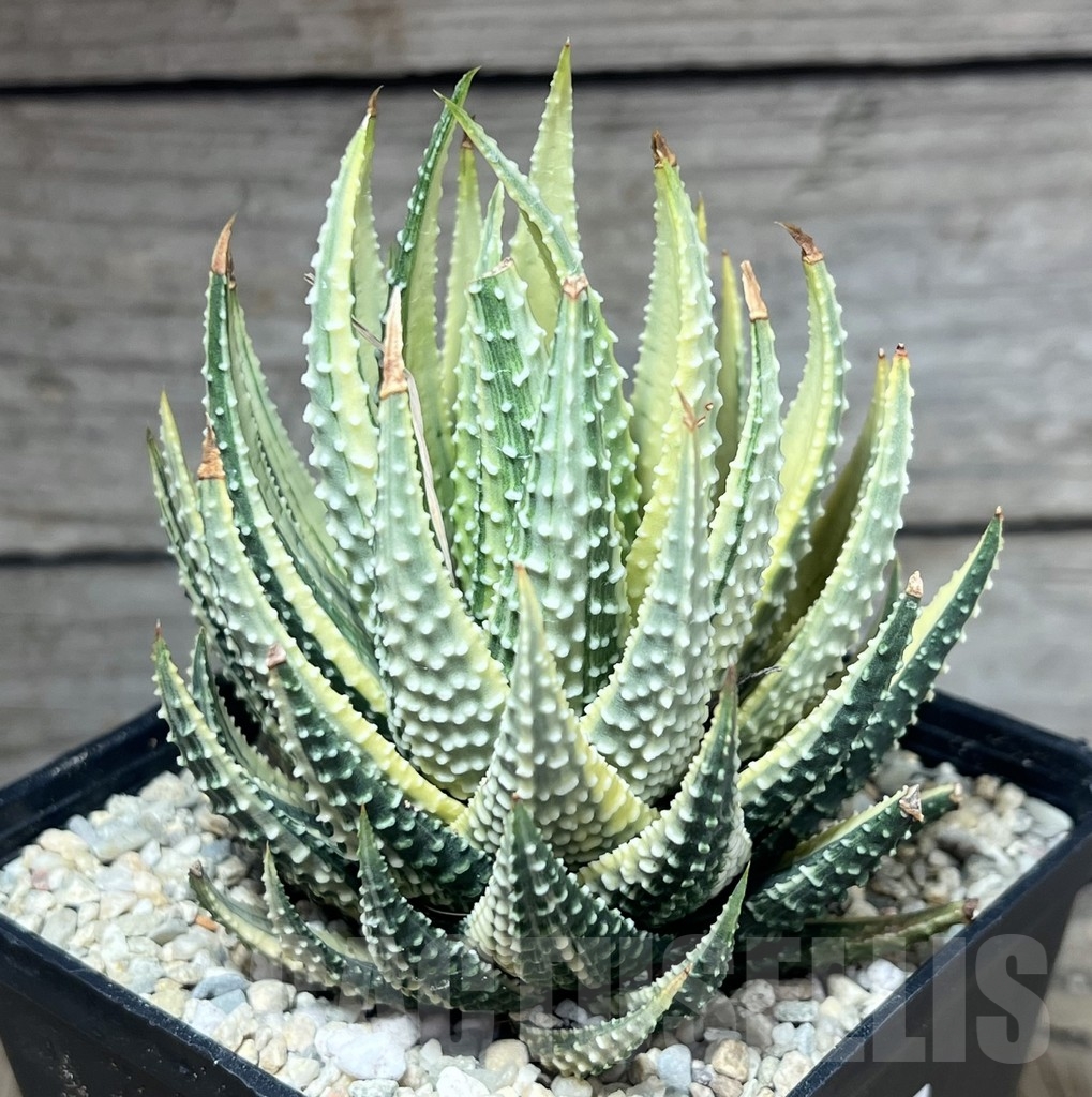 SHPR23869 Haworthia fasciata variegata