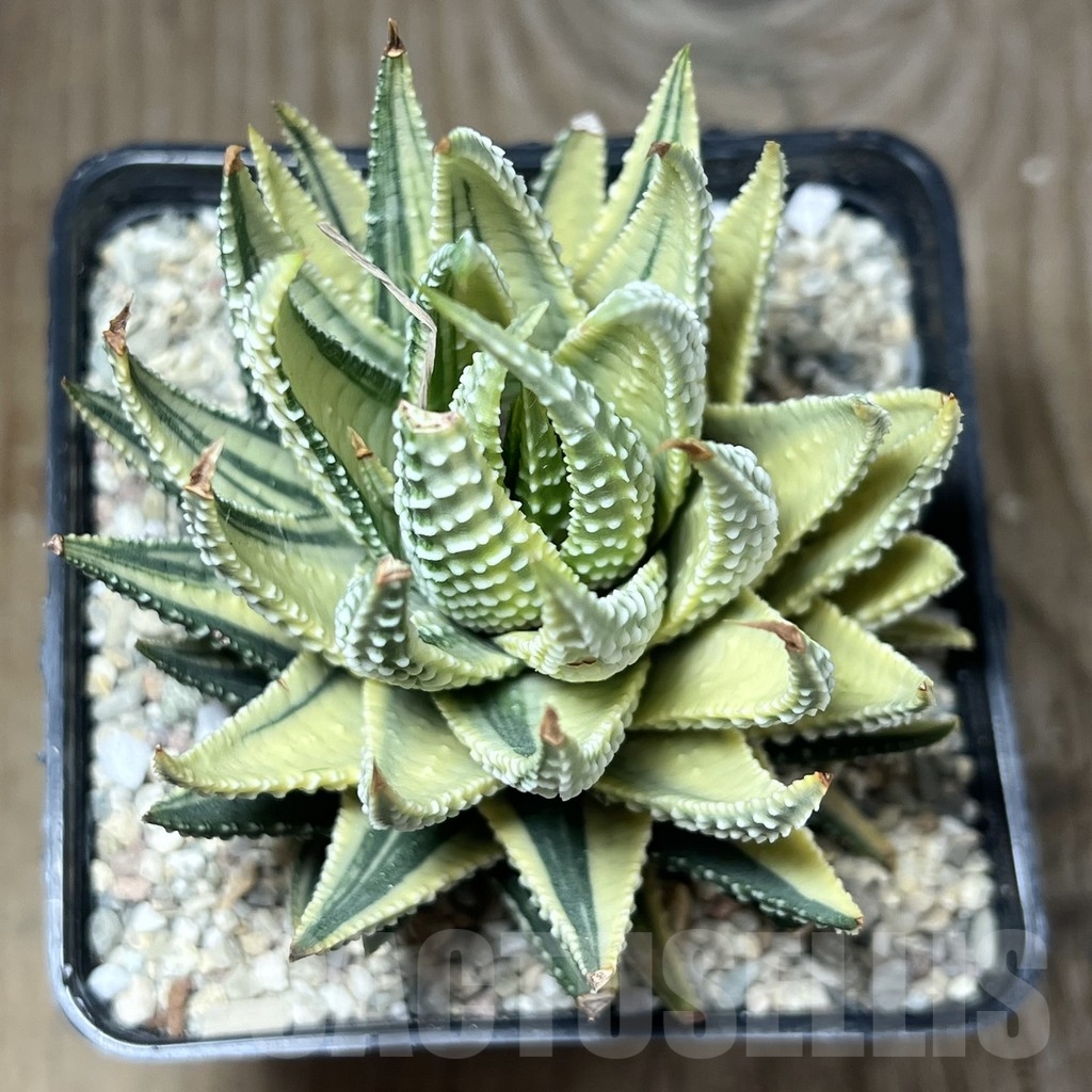 SHPR23869 Haworthia fasciata variegata - Image 2