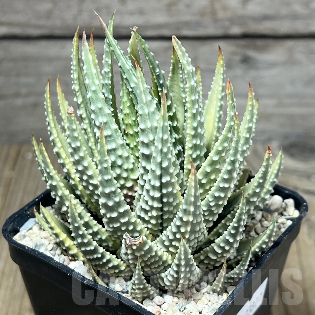 SHPR23871 Haworthia fasciata variegata