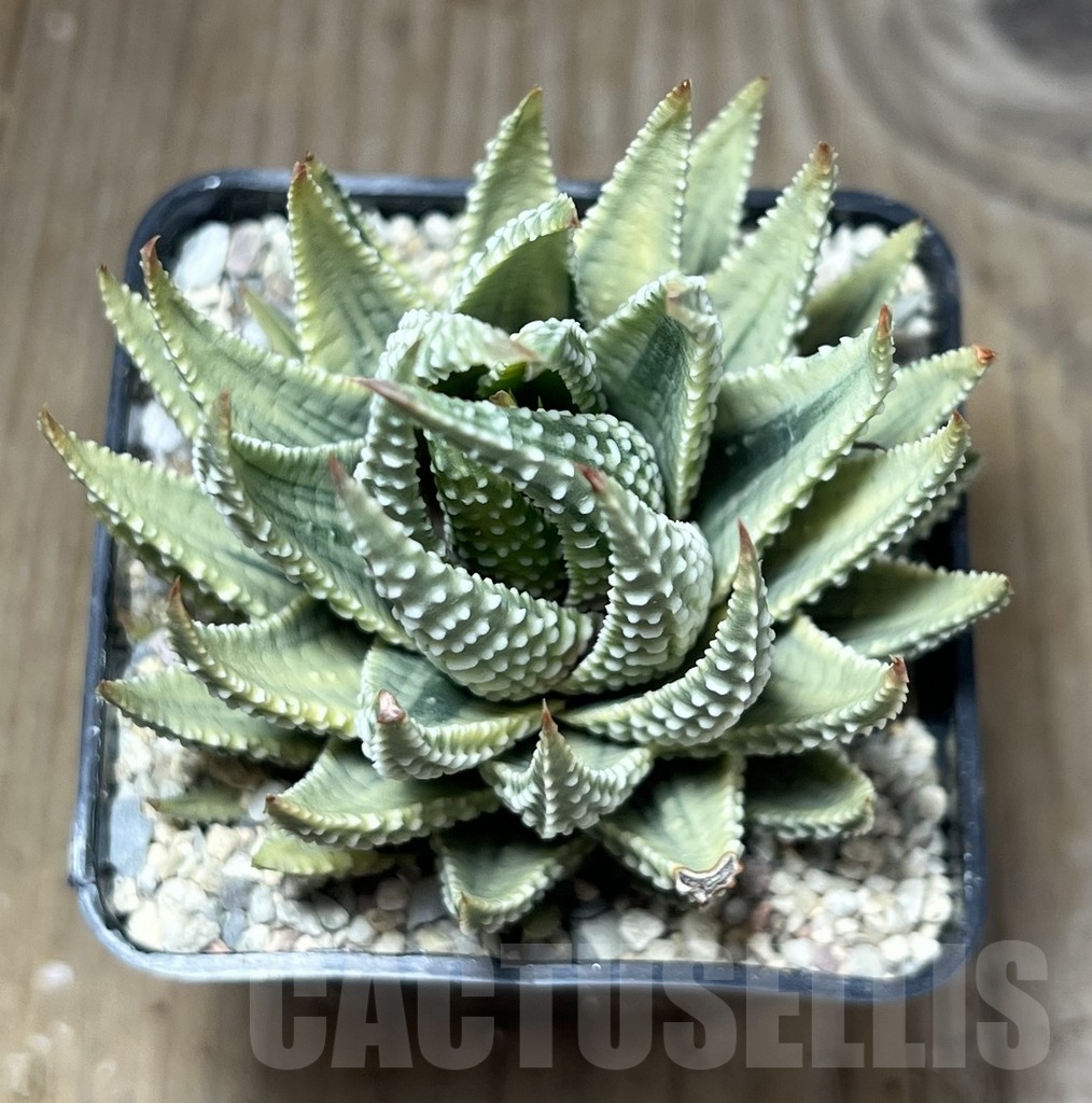 SHPR23871 Haworthia fasciata variegata – Image 2