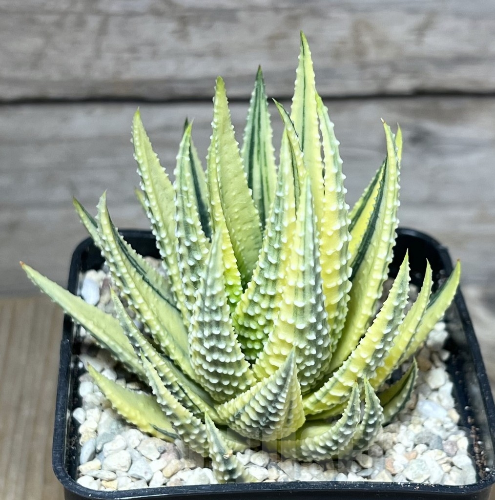 SHPR23872 Haworthia fasciata variegata