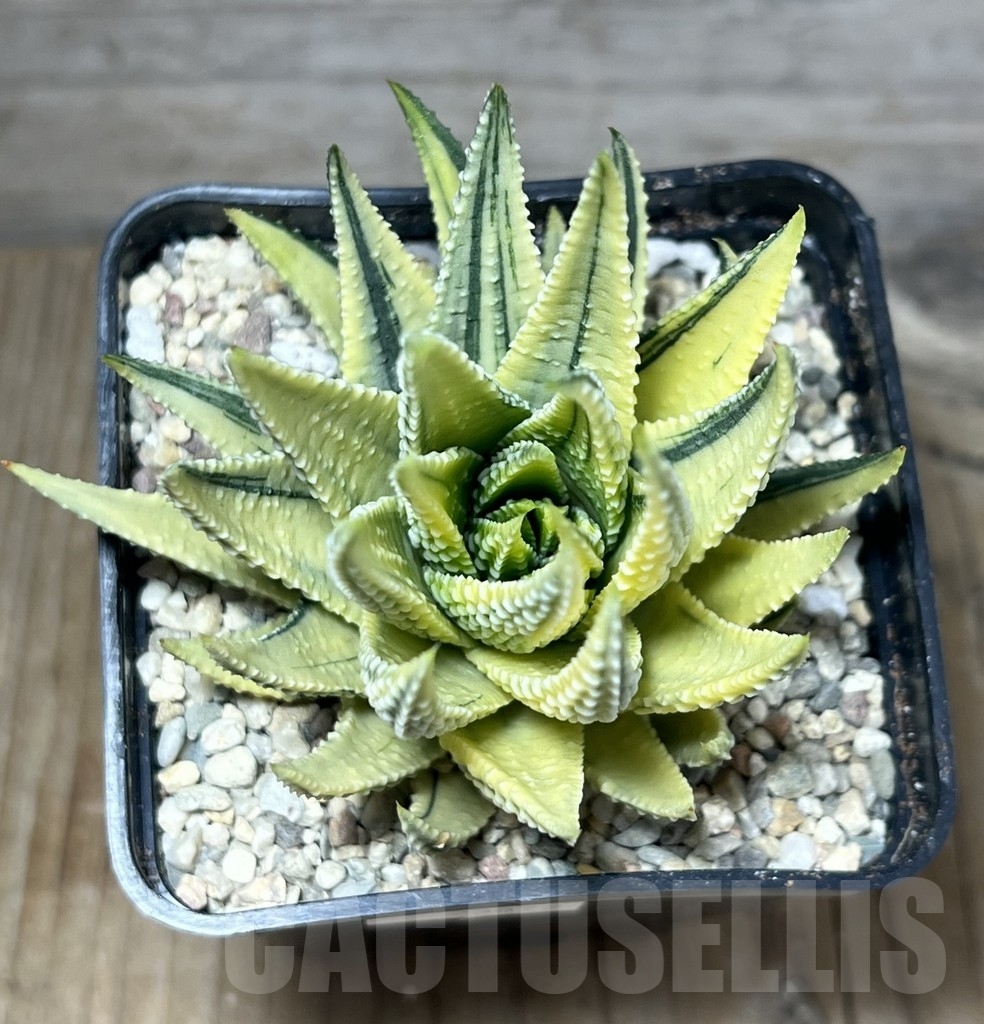 SHPR23872 Haworthia fasciata variegata – Image 2