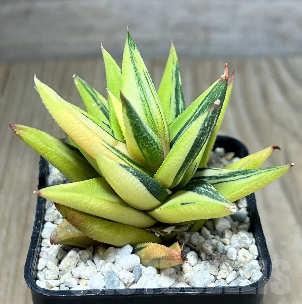 SHPR23877 Haworthia viscosa glabrata f. variegata