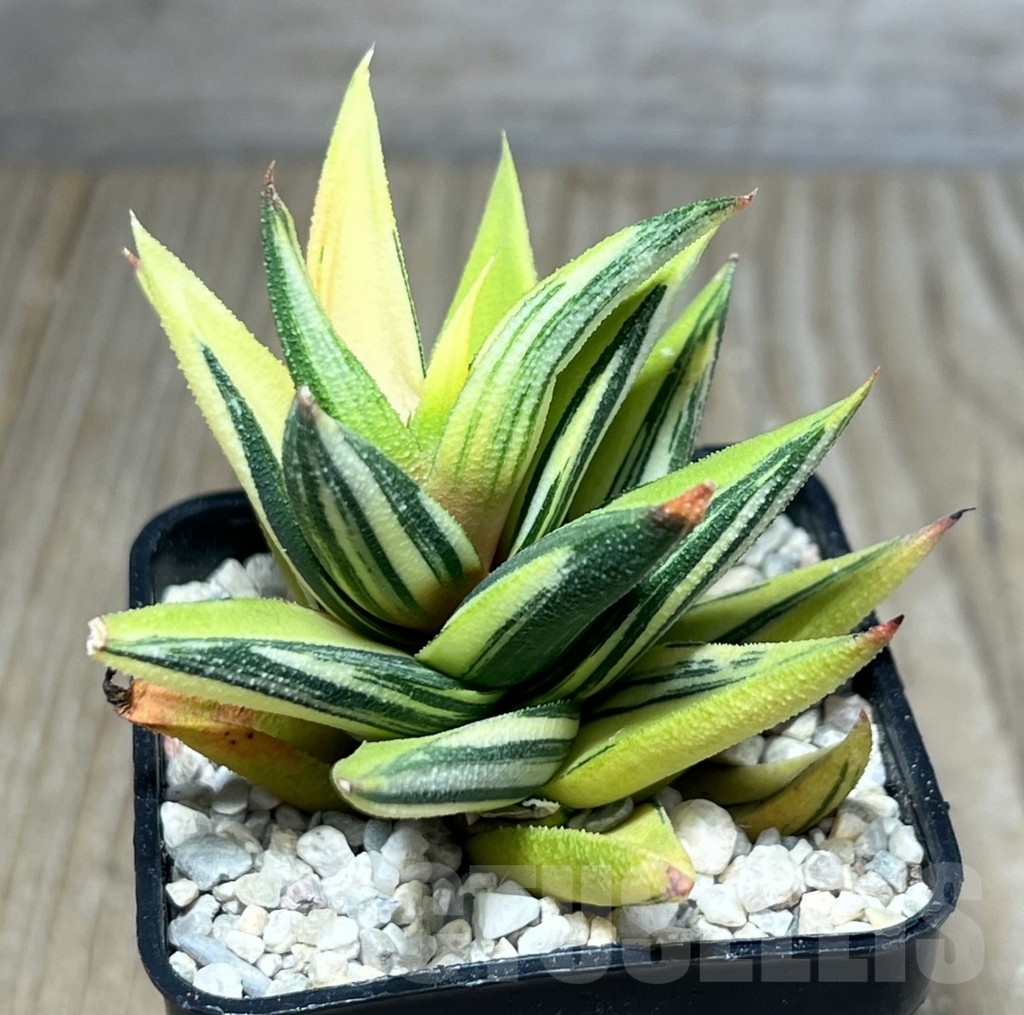 SHPR23877 Haworthia viscosa glabrata f. variegata - immagine 2