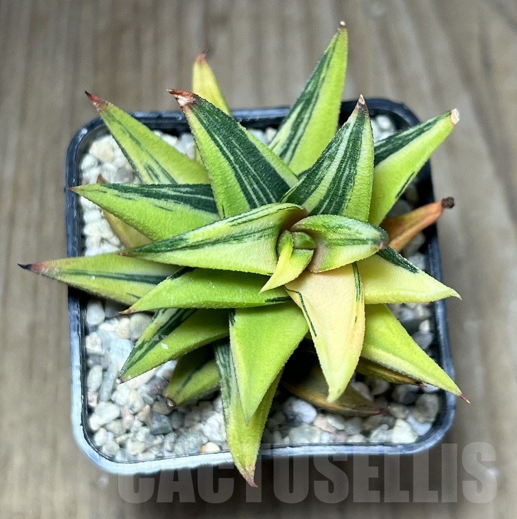 SHPR23877 Haworthia viscosa glabrata f. variegata - immagine 3