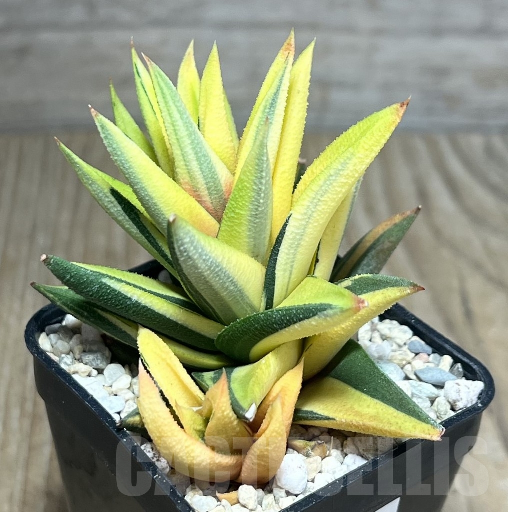 SHPR23878 Haworthia viscosa glabrata f. variegata - Зображення 2