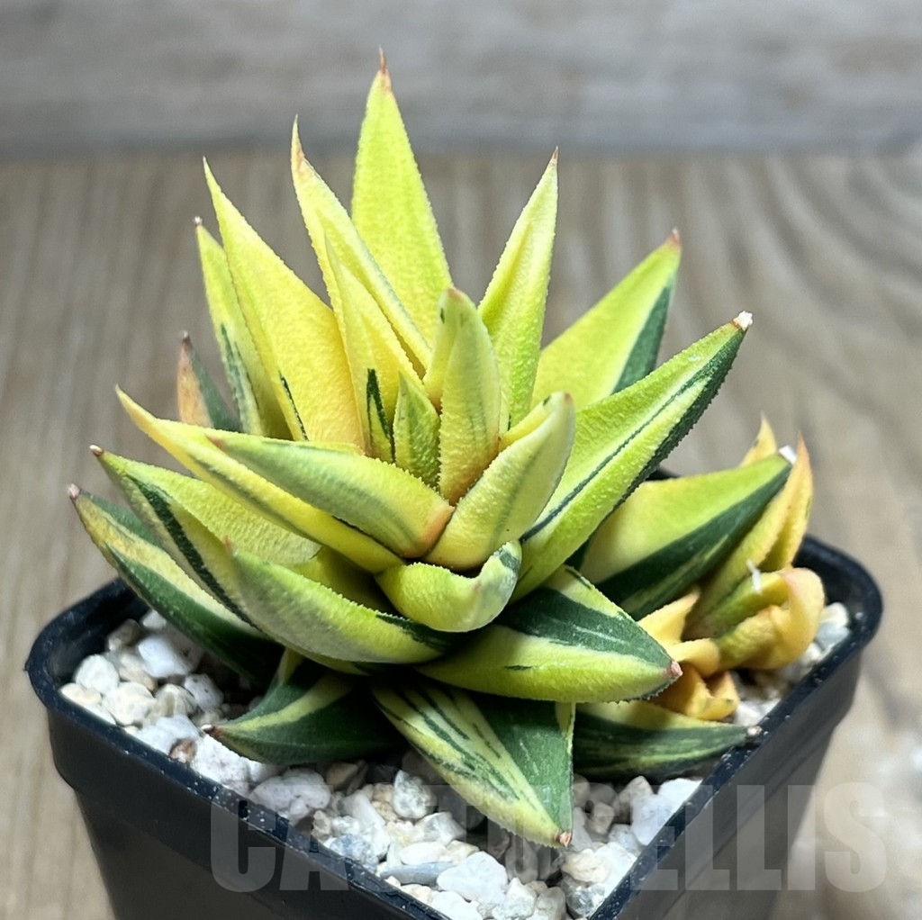SHPR23878 Haworthia viscosa glabrata f. variegata - Зображення 3
