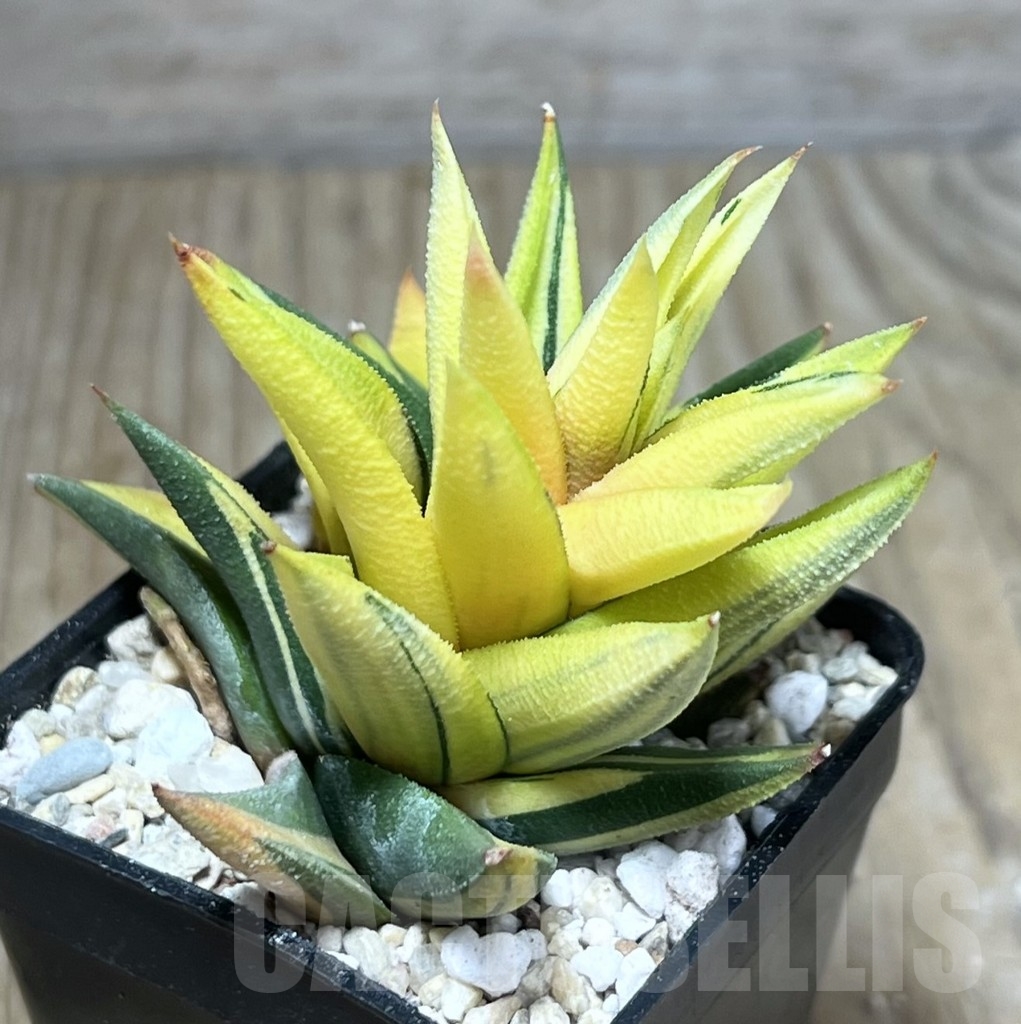 SHPR23878 Haworthia viscosa glabrata f. variegata