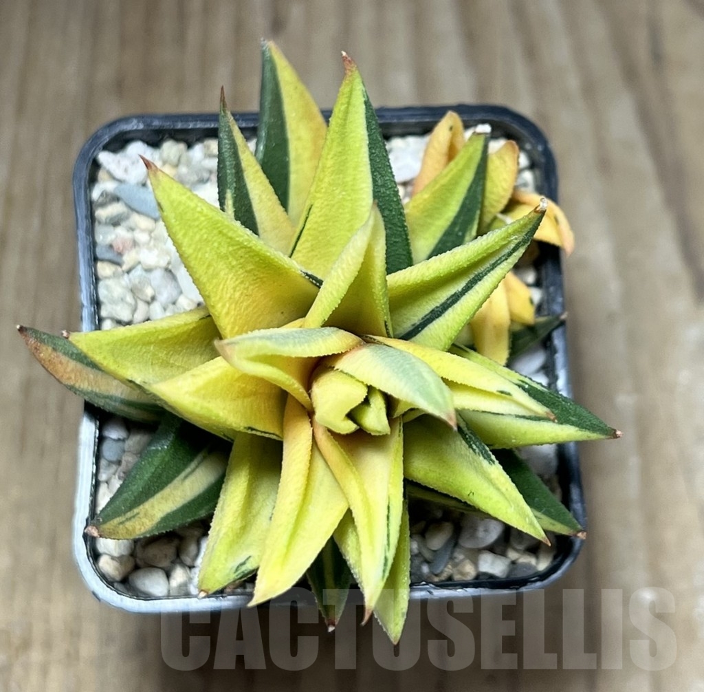 SHPR23878 Haworthia viscosa glabrata f. variegata - Зображення 4
