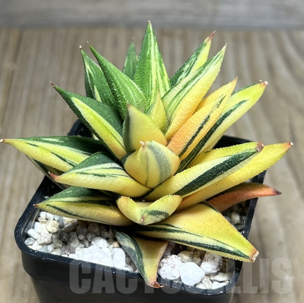 SHPR23879 Haworthia viscosa glabrata f. variegata