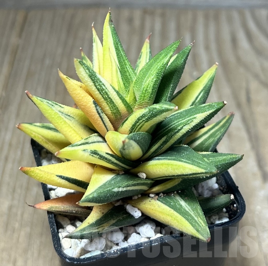 SHPR23879 Haworthia viscosa glabrata f. variegata - Зображення 2