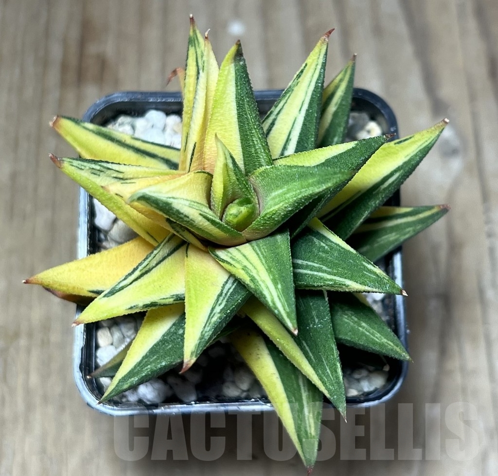 SHPR23879 Haworthia viscosa glabrata f. variegata - Зображення 3