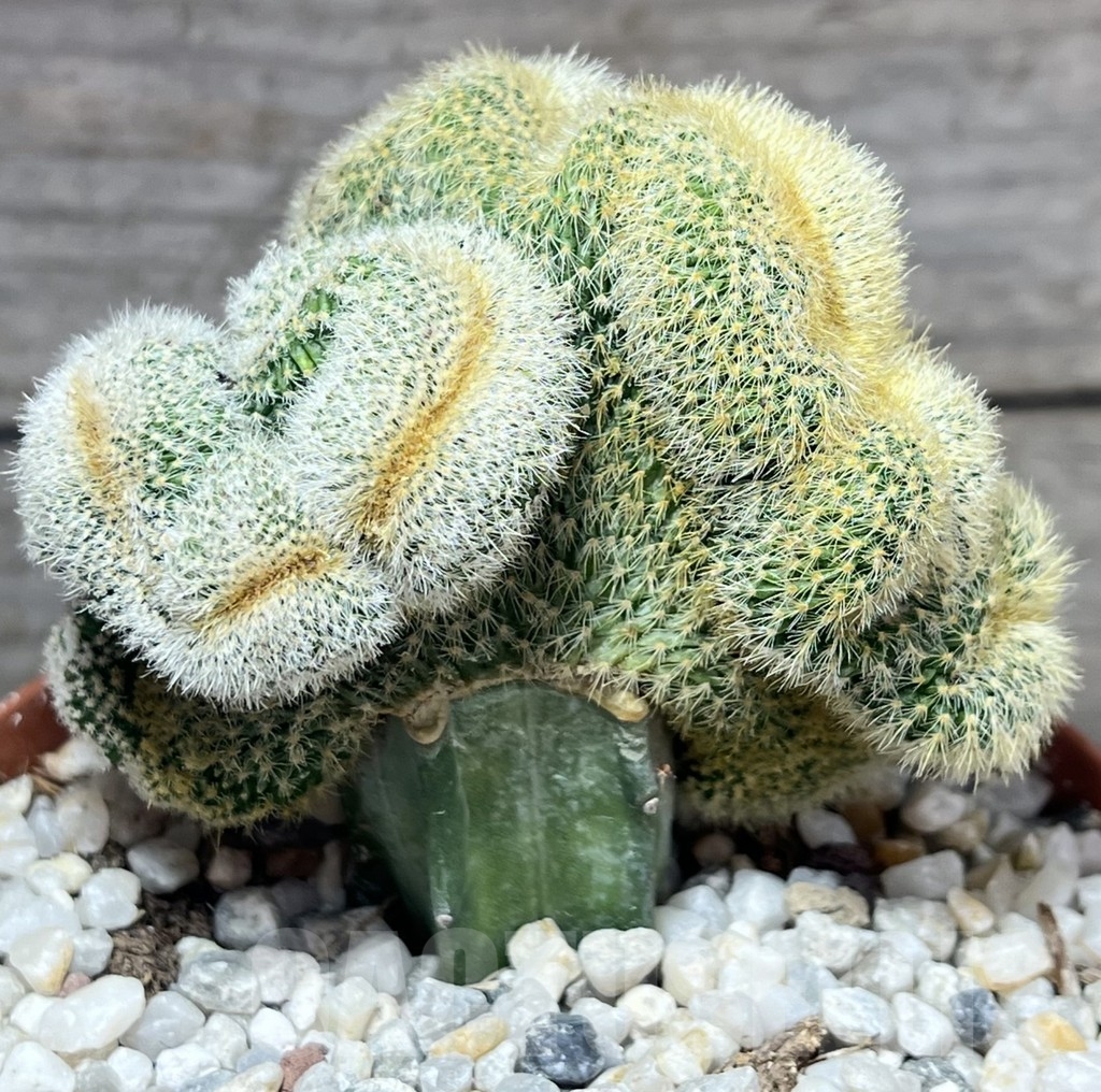 SHPR23901 Weberbauerocereus johnsonii f. crestata, grafted - Image 2