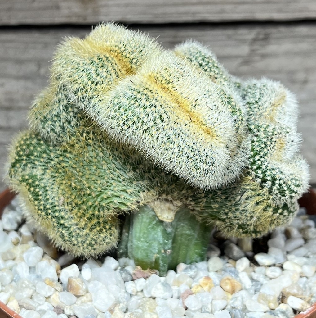 SHPR23901 Weberbauerocereus johnsonii f. crestata, grafted