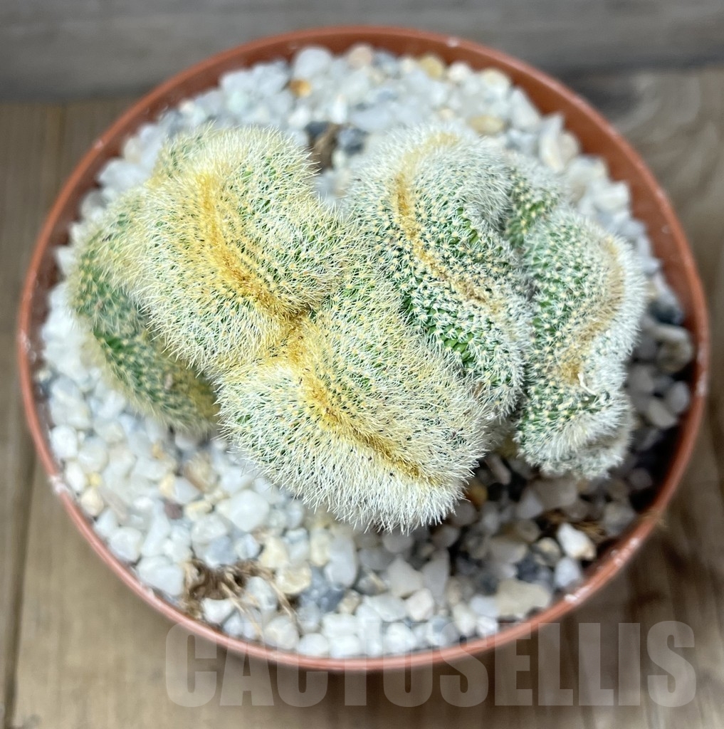 SHPR23901 Weberbauerocereus johnsonii f. crestata, grafted - Image 3