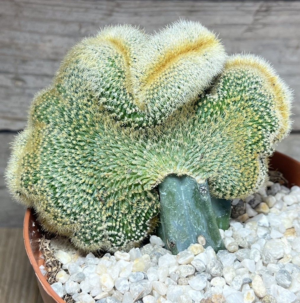 SHPR23902 Weberbauerocereus johnsonii f. crestata, grafted