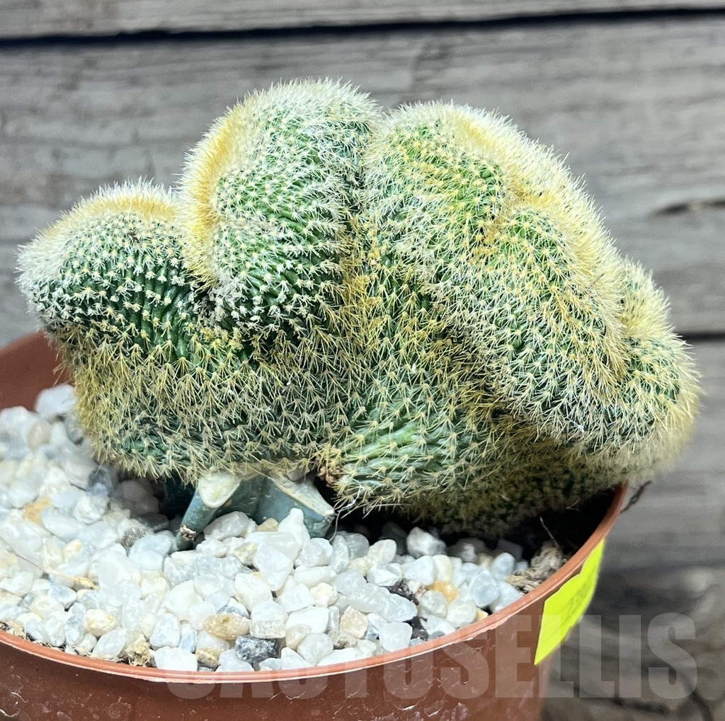 SHPR23902 Weberbauerocereus johnsonii f. crestata, grafted - Image 2