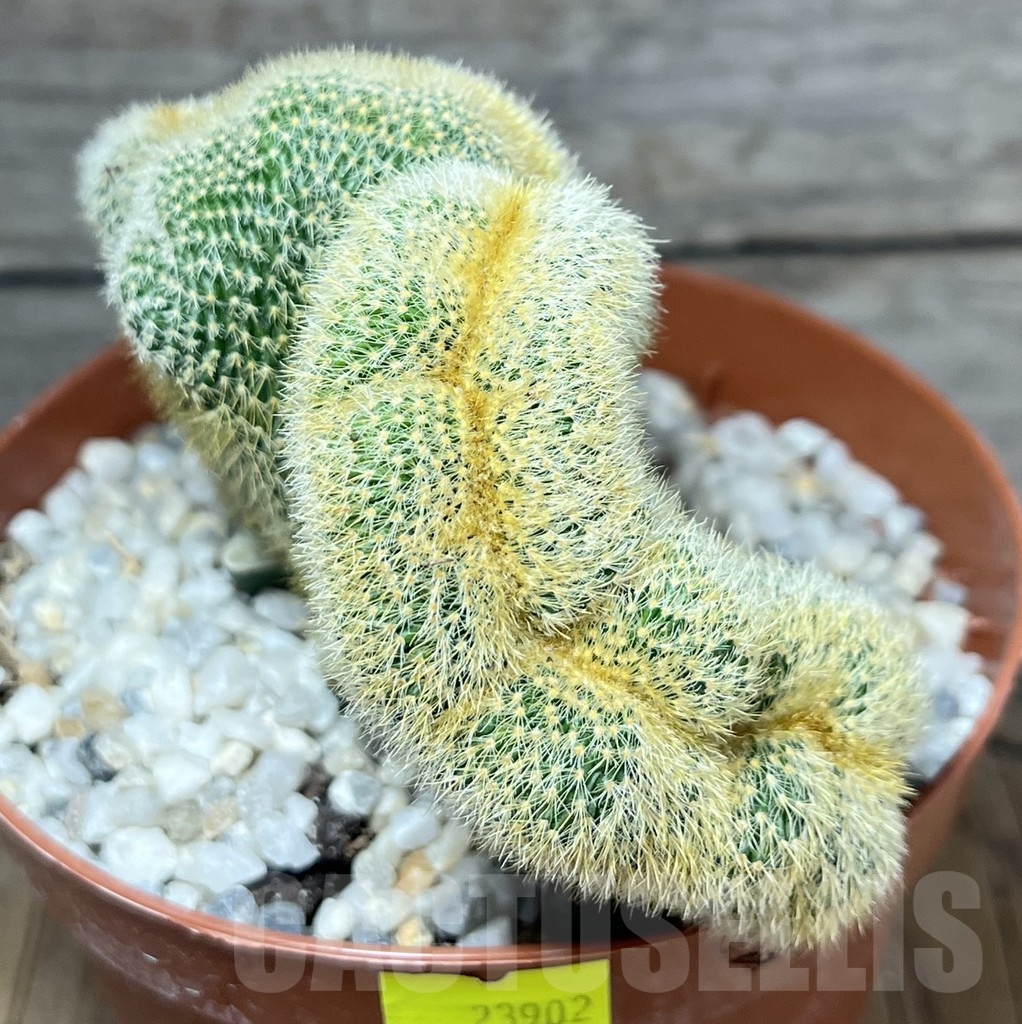 SHPR23902 Weberbauerocereus johnsonii f. crestata, grafted - Image 3