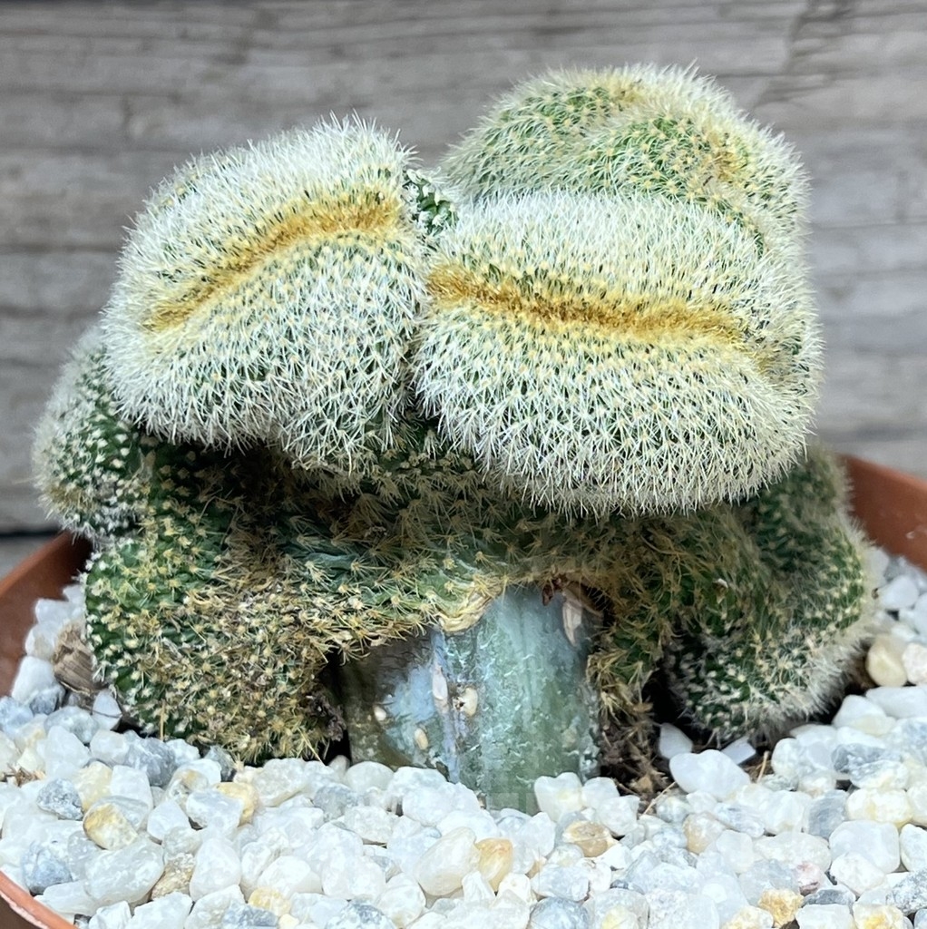 SHPR23906 Weberbauerocereus johnsonii f. crestata, grafted