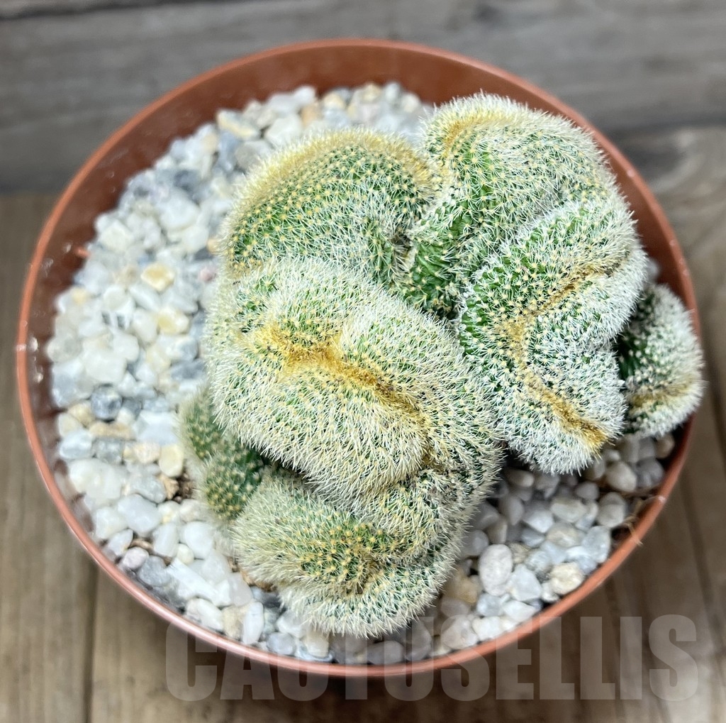 SHPR23906 Weberbauerocereus johnsonii f. crestata, grafted - Image 2