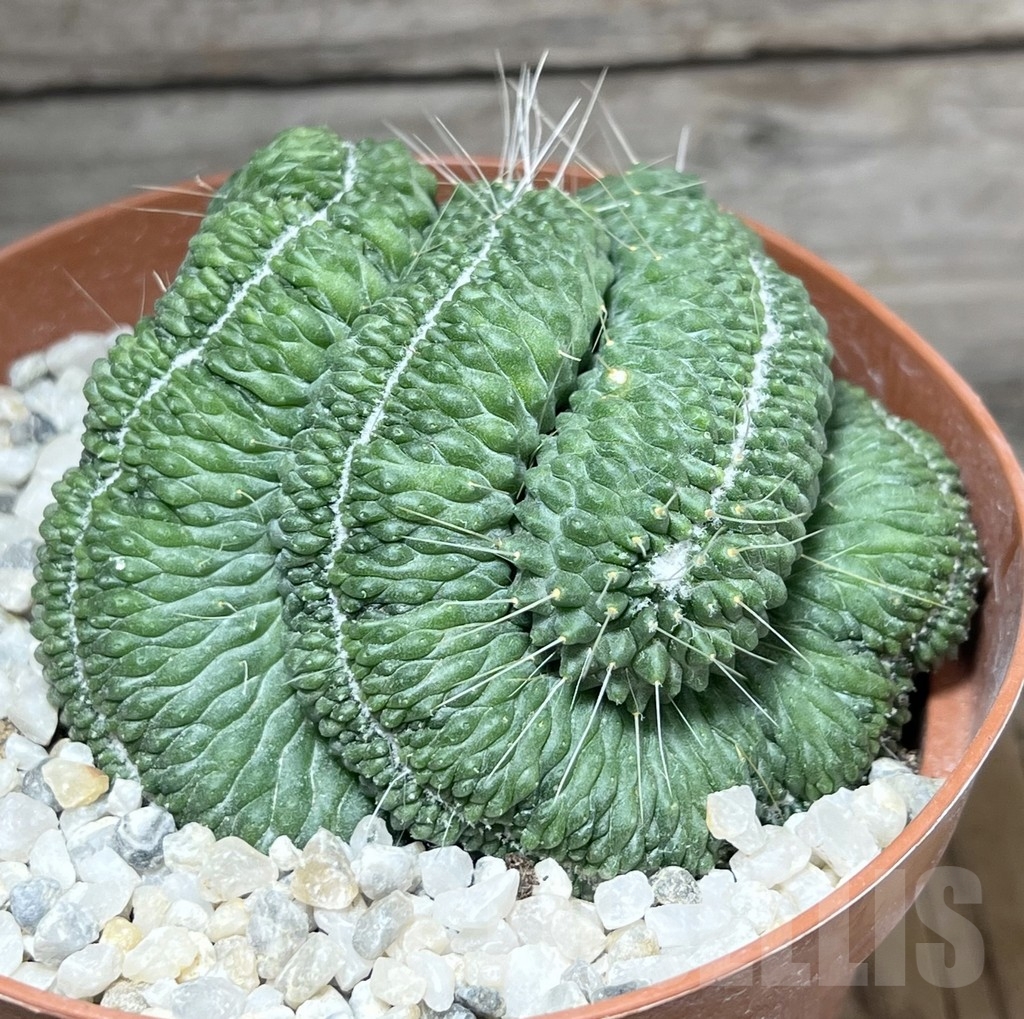SHPR23907 Mammillaria 'Un Pico' f. cristata