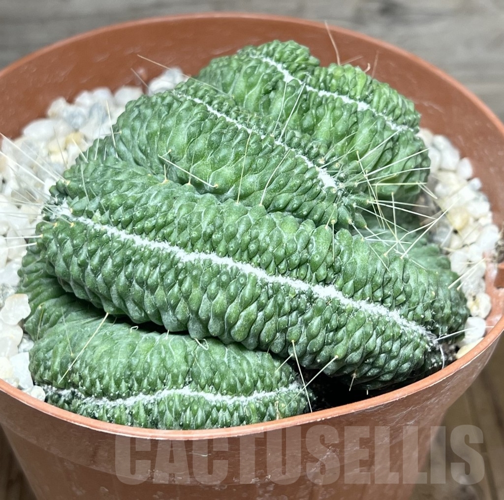 SHPR23907 Mammillaria 'Un Pico' f. cristata - Image 2