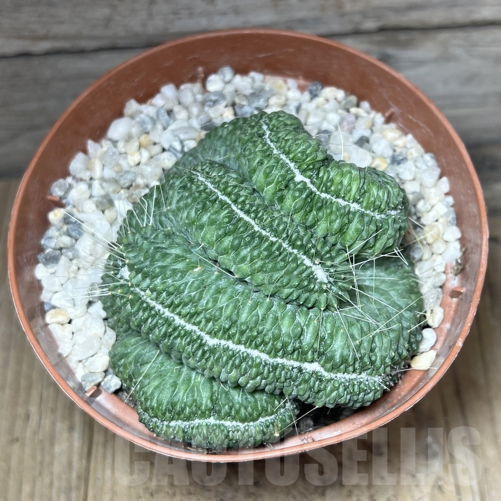 SHPR23907 Mammillaria 'Un Pico' f. cristata - Image 3