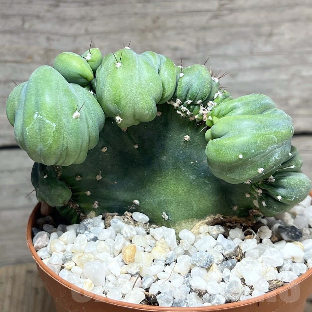 SHPR23918 Cereus coral f. cristata