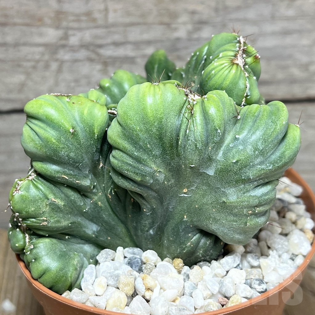 SHPR23920 Cereus coral f. cristata